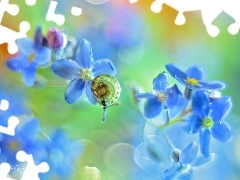 Ślimaczek, Kwiaty, Niezapominajki, Mały, Niebieskie