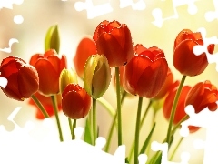 Tulipany, Kwiaty, Czerwone