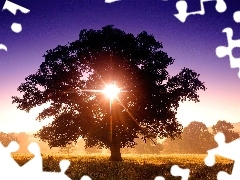 Przenikające, Słońce, Drzewo