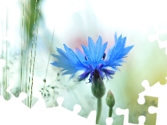 Niebieski, Kwiat, Chaber