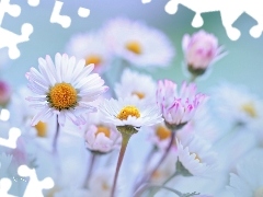 Białe, Kwiaty, Stokrotki