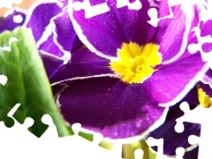 Kwiat, Prymula, Fioletowy