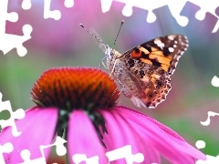 Rusałka Osetnik, Kwiat, Motyl