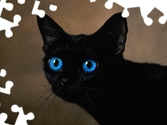 Oczy, Niebieskie, Czarny, Kot