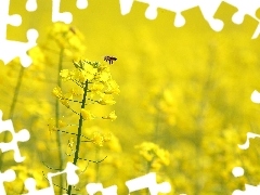 Pszczółka, Rzepak, Żółte, Kwiaty
