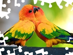 Kolorowe, Papużki, Dwie