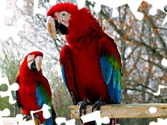 Papugi, Niebieskie, Dwie, Czerwono