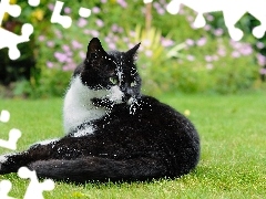 Kot, Trawa, Czarno-biały