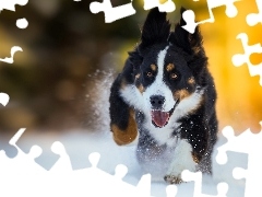 Śnieg, Bieg, Berneński pies pasterski, Szczeniak