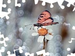 Motyl, Kwiatek, Makro, Biały