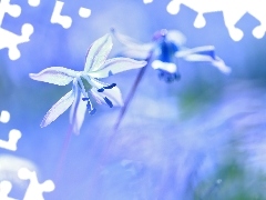 Niebieski, Kwiat, Cebulica Syberyjska