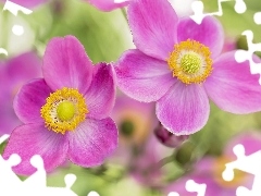 Zawilec japoński, Kwiaty