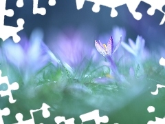 Krokus, Kwiat, Liliowy