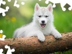Siberian husky, Szczeniak, Biały, Słodki