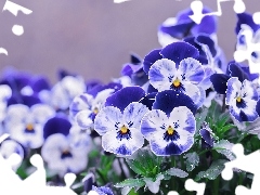 Kwiaty, Bratki, Niebiesko, Białe