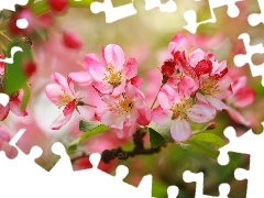 Drzewo, Jabłoń, Różowe, Owocowe, Kwiaty