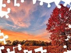 Jesień, Trawa, Drzewa, Stany Zjednoczone, Zachód słońca, Stan Missouri, Rezerwat przyrody James A. Reed Memorial Wildlife Area