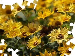 Ogrodowe, Słoneczniczki szorstkie, Żółte, Kwiaty