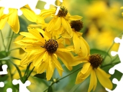 Kwiaty, Żółte, Rudbekia naga