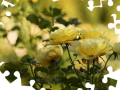Kwiaty, Róże, Żółte