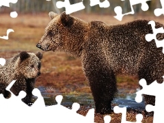 Brunatne, Niedźwiadek, Niedźwiedzie