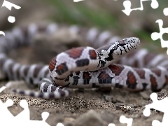 Wąż zbożowy