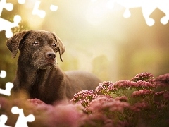 Kwiaty, Mordka, Pies, Labrador retriever