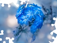 Kwiat, Rozmyte tło, Niebieski