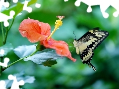 Paź królowej, Motyl, Kwiat, Hibiskus