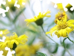 Kwiaty, Rozmyte tło, Żółte
