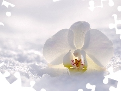Storczyk, Kwiat, Śnieg, Orchidea, Biały