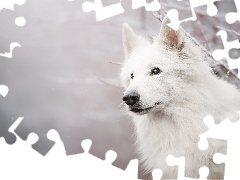 Gałązki, Śnieg, Biały owczarek szwajcarski, Mordka, Pies