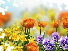 Kwiaty, Bratki, Żonkile, Tulipany