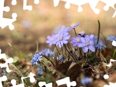 Kwiaty, Niebieskie, Przylaszczki pospolite