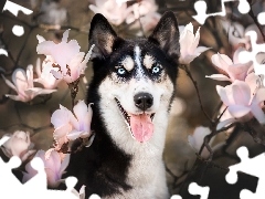 Kwiaty, Magnolie, Siberian husky, Mordka, Pies