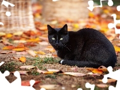 Liście, Czarny, Kot
