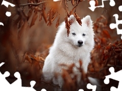 Amerykański pies eskimoski, Niebieskie, Liście, Oczy, Pies