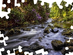 Rzeka Shimna, Tollymore Forest Park, Kamienie, Hrabstwo Down, Irlandia Północna, Las, Różanecznik
