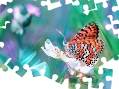 Motyl, Kwiat, Makro, Biały