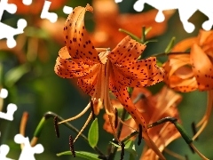 Kwiaty, Lilia tygrysia, Pomarańczowe