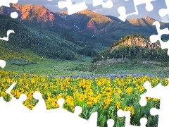 Żółte, West Elk Mountains, Wzgórze, Kolorado, Drzewa, G