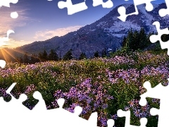Stratowulkan Mount Rainier, Łąka, Góry, Kwiaty, Drzewa, P