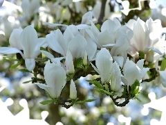 Gałęzie, Kwiaty, Magnolia, Białe