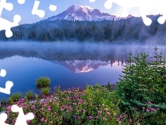 Drzewa, Park Narodowy Mount Rainier, Kwiaty, Świerki, Odbicie, Stany Zjednoczone, Stan Waszyngton, Stratowulkan Mount Rainier, Góry, Mgła, Jezioro