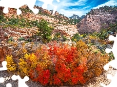 Park Narodowy Zion, Stany Zjednoczone, Roślinność, Jesień, Skały, Stan Utah