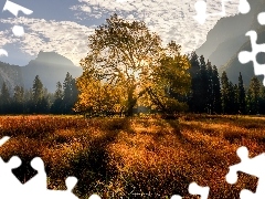 Dolina, Promienie słońca, Park Narodowy Yosemite, Las, Drzewa, Kalifornia, Jesień, Góry, Stany Zjednoczone, Trawa, Wiąz, Drzewo