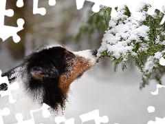 Pies, Gałązki, Śnieg, Owczarek australijski
