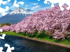 Wiosna, Drzewa, Japonia, Okwiecone, Shizuoka, Rzeka, Góra F