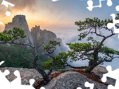 Sosny, Słoneczne światło, Korea Południowa, Mgła, Prowincja Gyeonggi, Skały, Góry, Park Narodowy Bukhansan