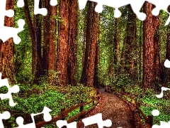 Las, Drzewa, Park Narodowy Redwood, Sekwoje, Droga, Kalifornia, Stany Zjednoczone, Paprocie